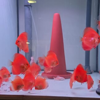 Red Diamond 5cm — 5
